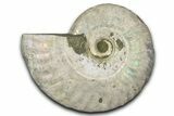Silver Iridescent Ammonite (Cleoniceras) Fossil - Madagascar #346721-1
